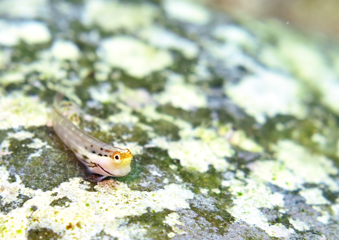 イシガキカエルウオ