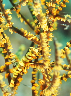 ビシャモンエビ