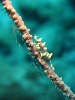 ビシャモンエビ