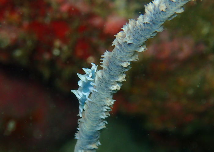 ビシャモンエビ