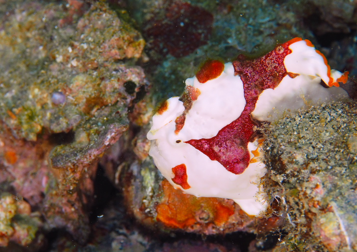 クマドリカエルアンコウ