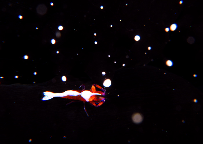 ウミウシカクレエビ