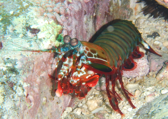 モンハナシャコ