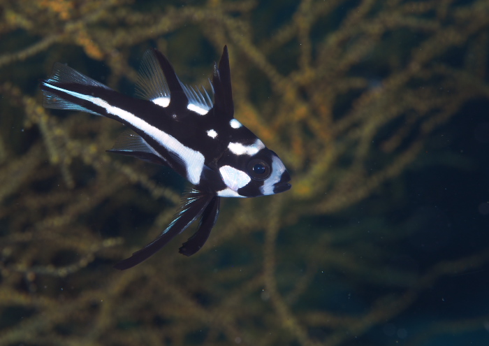 ホホスジタルミ