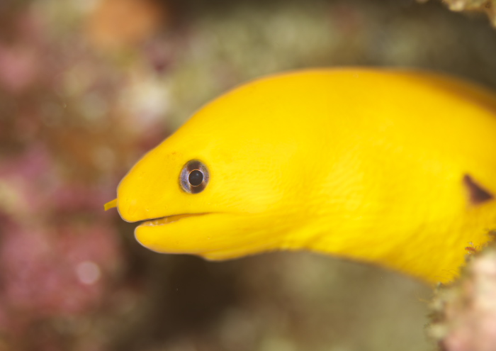 ゴールデンイールモレイ