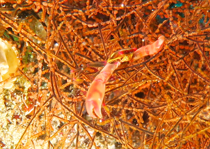 ホシベニサンゴガニ