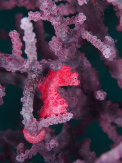 ピグミーシーホース