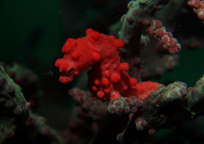 ピグミーシーホース