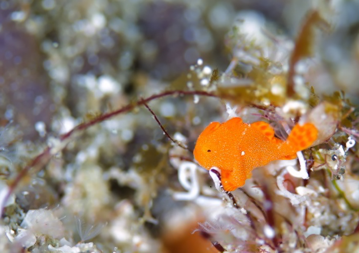 イロカエルアンコウ