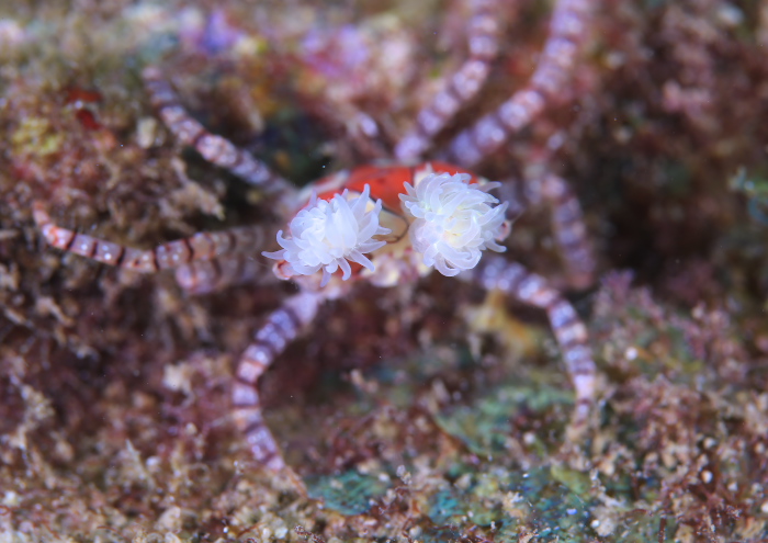 キンチャクガニ