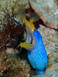 ハナヒゲウツボ