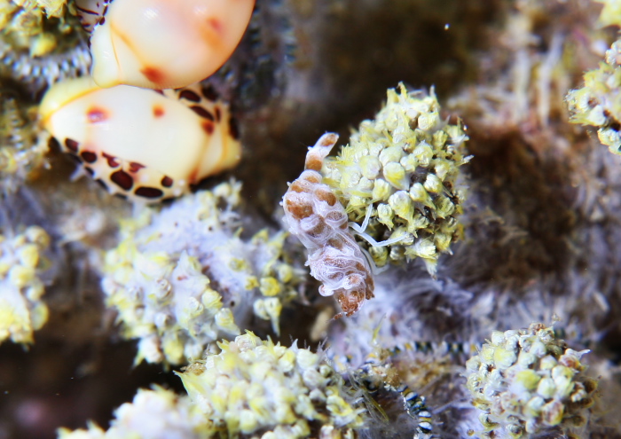 マルミカクレモエビ