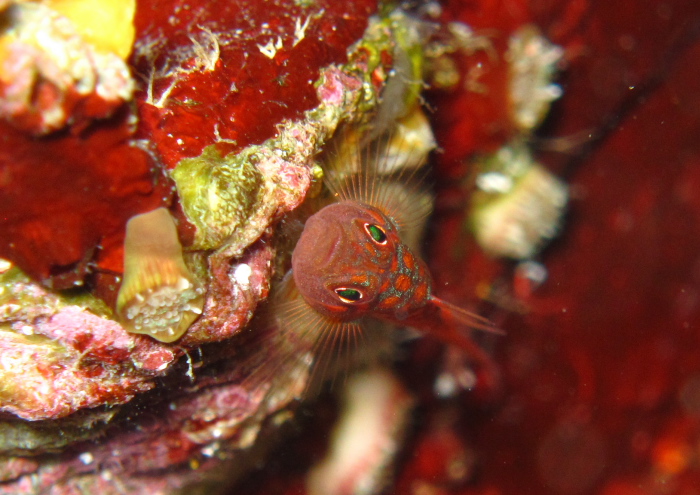 ペガススベニハゼ