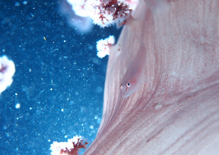 スケロクウミタケハゼ