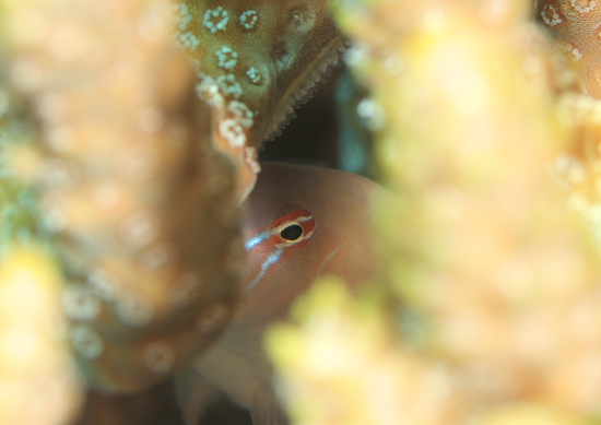 フタイロサンゴハゼ