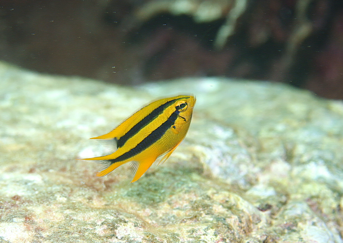 ヒレナガスズメダイ