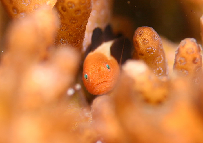 パンダダルマハゼ