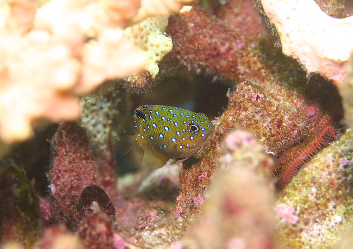 ルリホシスズメダイ