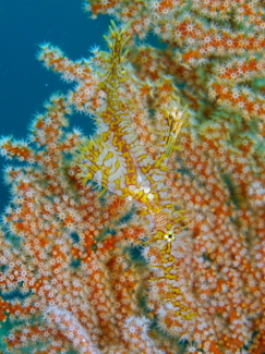 ニシキフウライウオ