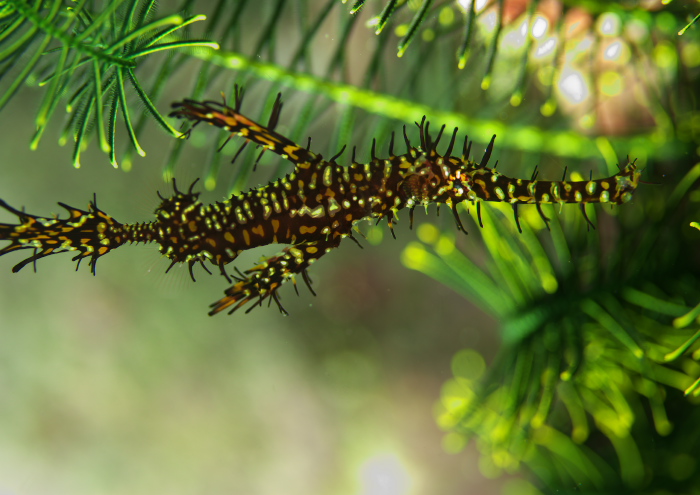 ニシキフウライウオ