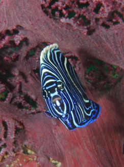 タテジマキンチャクダイ幼魚