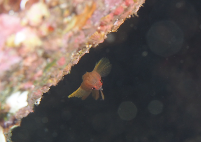 イレズミハゼSP