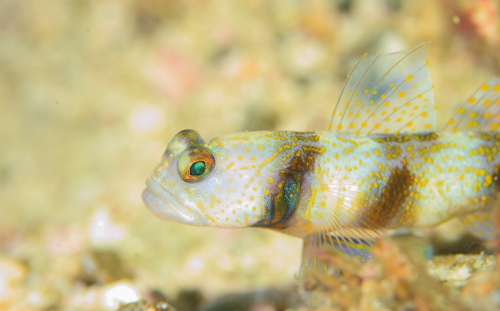 クロエリカノコハゼ