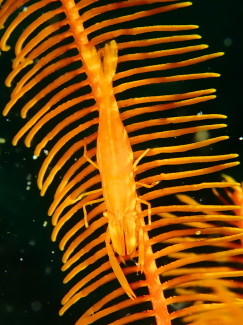 バサラカクレエビ