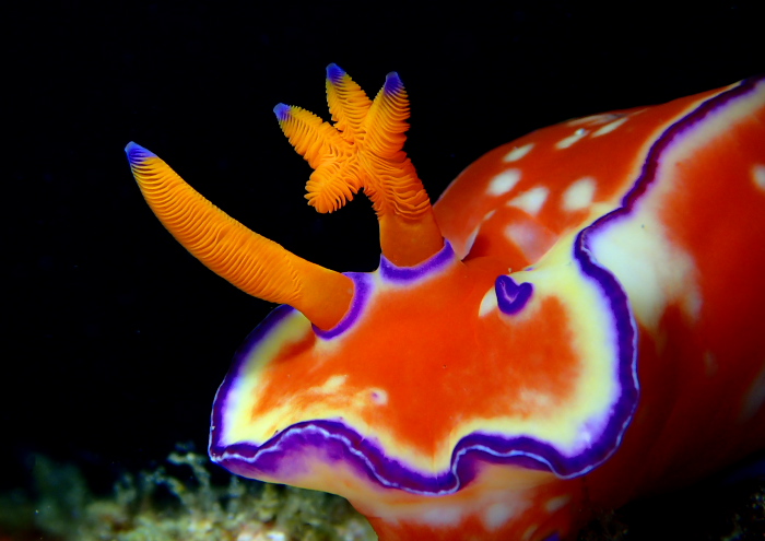 ニシキウミウシ