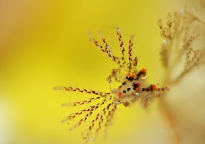 ツノザヤウミウシ