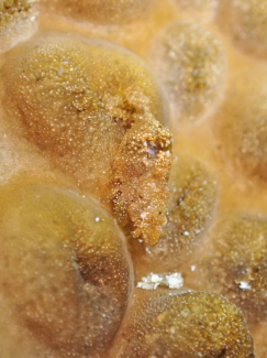 カクレモエビ属の一種２