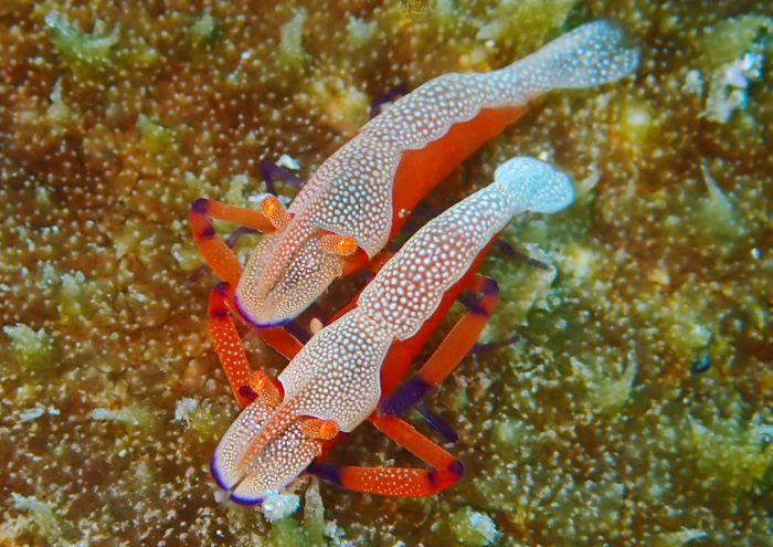 ウミウシカクレエビ