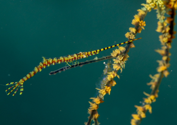 ゴルゴニアンシュリンプ