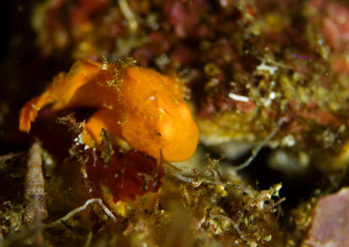 イロカエルアンコウ