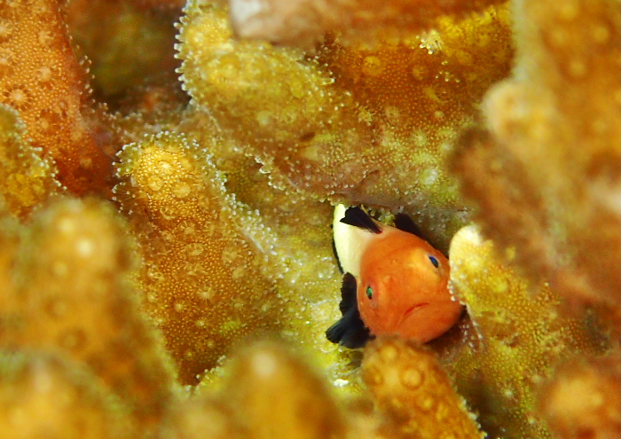 パンダダルマハゼ