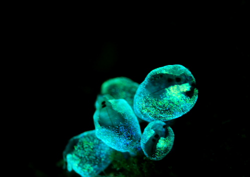 クロスジツツボヤ