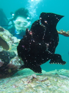 オオモンカエルアンコウ