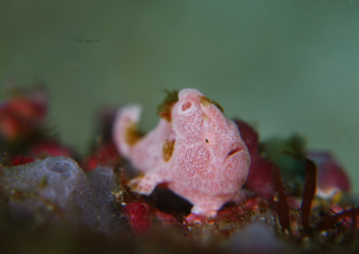 オオモンカエルアンコウ