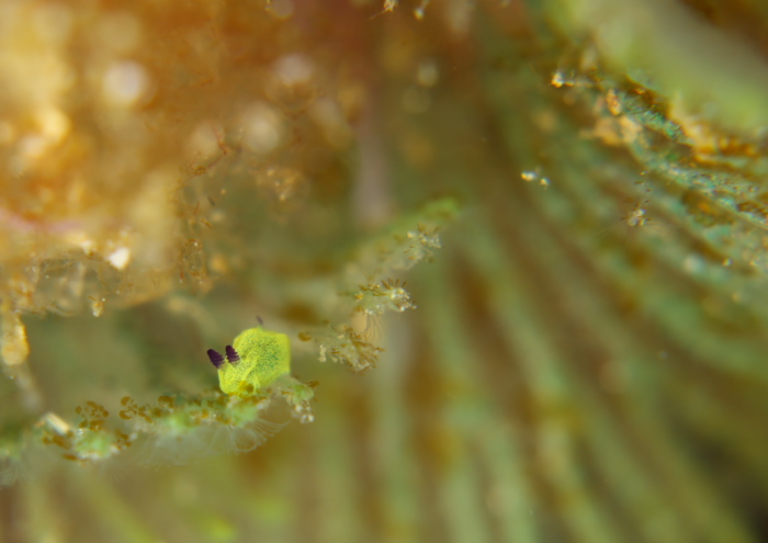 コミドリリュウグウウミウシlog