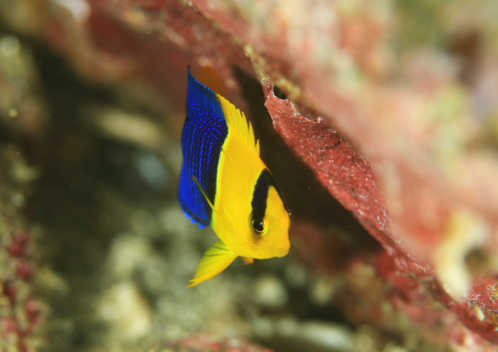 ソメワケヤッコ