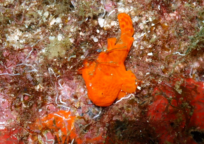 イロカエルアンコウ1