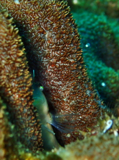 ヒトスジギンポ