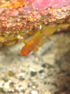 イレズミハゼ属の一種