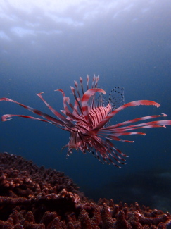 ハナミノカサゴ