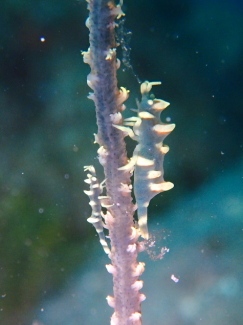 ビシャモンエビ