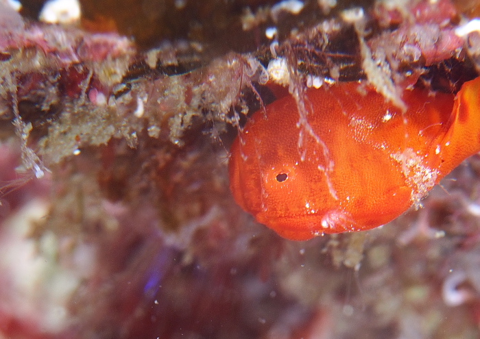 イロカエルアンコウ