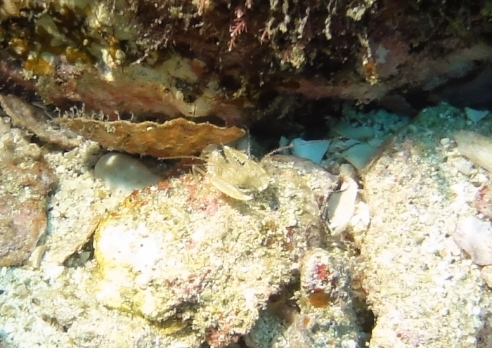 サンゴヒメエビ