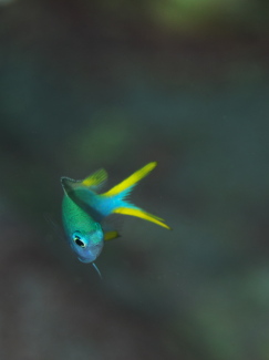 アルファスズメダイ