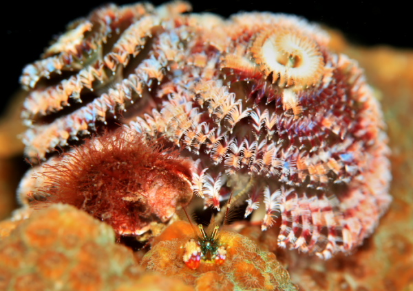 ニシキカンザシヤドカリ 