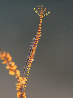 ゴルゴニアンシュリンプ